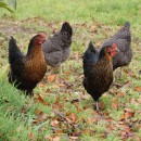 Our hens in the orchard